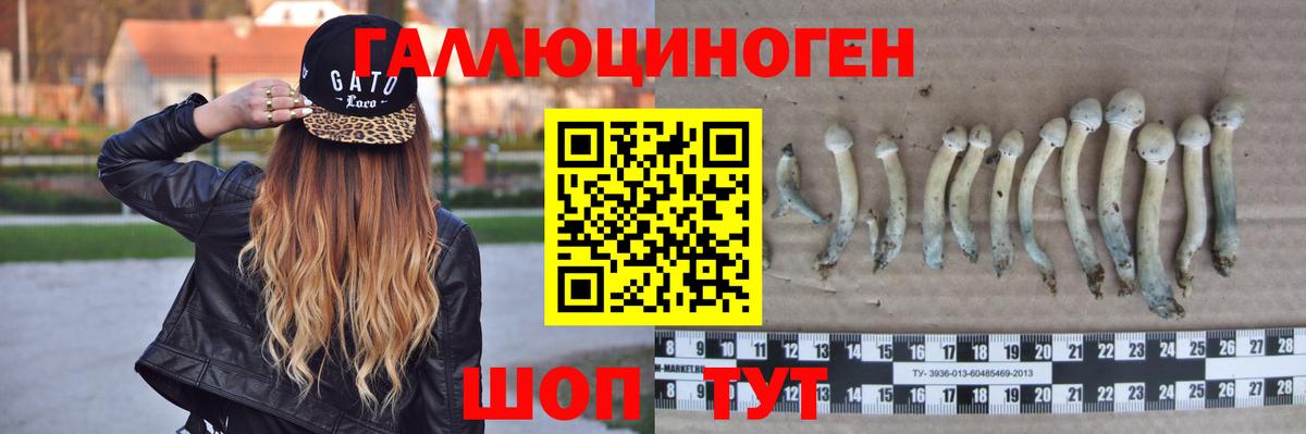 Псилоцибиновые грибы Psilocybe Кирово-Чепецк